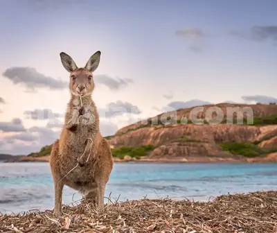 Wine culture and traditions in Australia Planning a wine tour in Australia Wine enthusiasts' guide to Australian vineyards.