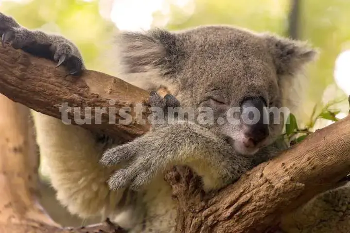 Pristine wilderness in Australia's rainforests Biodiversity conservation in Australian rainforests Natural beauty of Australia's rainforests.