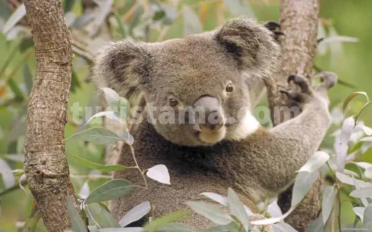 Hidden gems on Australian roads Exploring Australia by car Coastal road trips in Australia